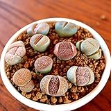 100 unids/bolsa Lithops Semillas Duras y Fácil de Cactus Lithops Frescos Indoor Semillas Lithops