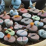 Haloppe 200 Unids Lithops Flores Semillas de Plantas para la Plantación de Jardín en el Hogar,...