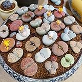 Bodhi2000 100 Unids/Bolsa Lithops Semillas Semillas de Flores Resistentes Fáciles de Cultivar...