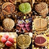 PERZOE 200 piezas Lithops Seeds Living Stones, planta suculenta Bonsai Garden Office Decor Semillas...