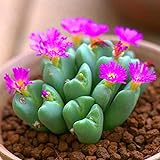 100pcs Lithops Semillas de plantas suculentas - Planta de flores de piedra en vivo Plantas de...