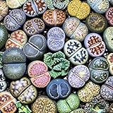 Rotyroya 100 Unids Semillas Suculentas Lithops Piedras Vivas Raras Planta Suculenta Jardín Bonsai...
