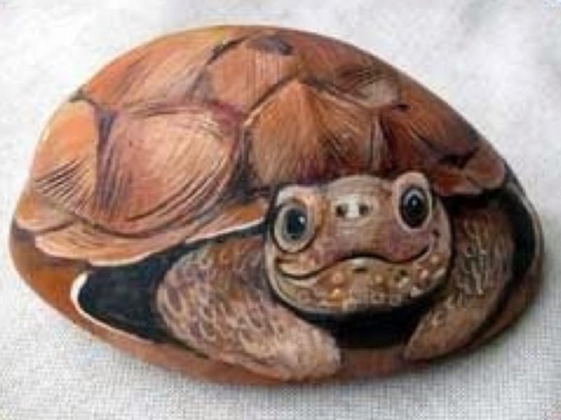 Tortuga en piedras