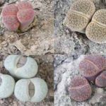 Lithops