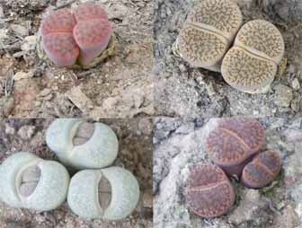 Lithops