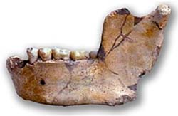 Mandibula prehistorica