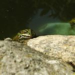 Piedras naturales para acuarios